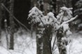 /album/galerie-photos/fleur-neige-jpg/